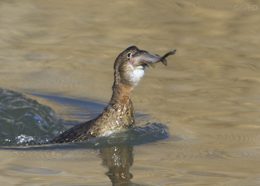 pied billed grebe 6808 ron dudley