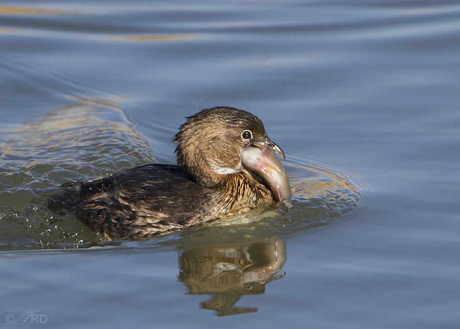 pied billed grebe 6824 ron dudley