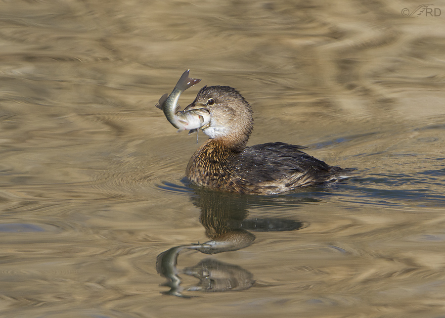 pied billed grebe 6961 ron dudley