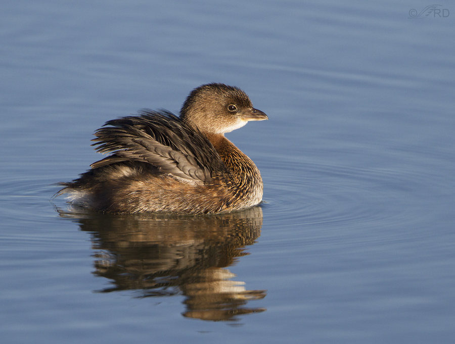 pied billed grebe 9971 ron dudley
