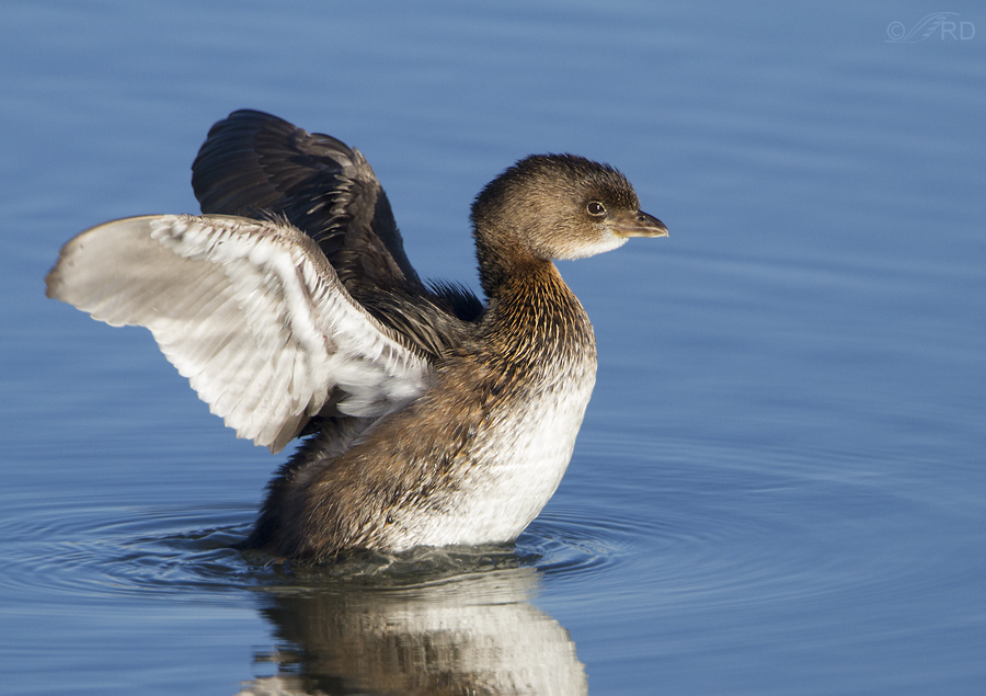 pied billed grebe 9972 ron dudley