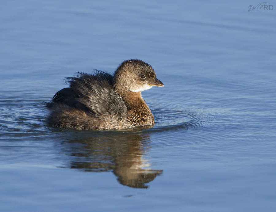 pied billed grebe 9979 ron dudley