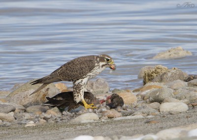 An Incredible Experience With A Prairie Falcon And A Hapless Duck ...