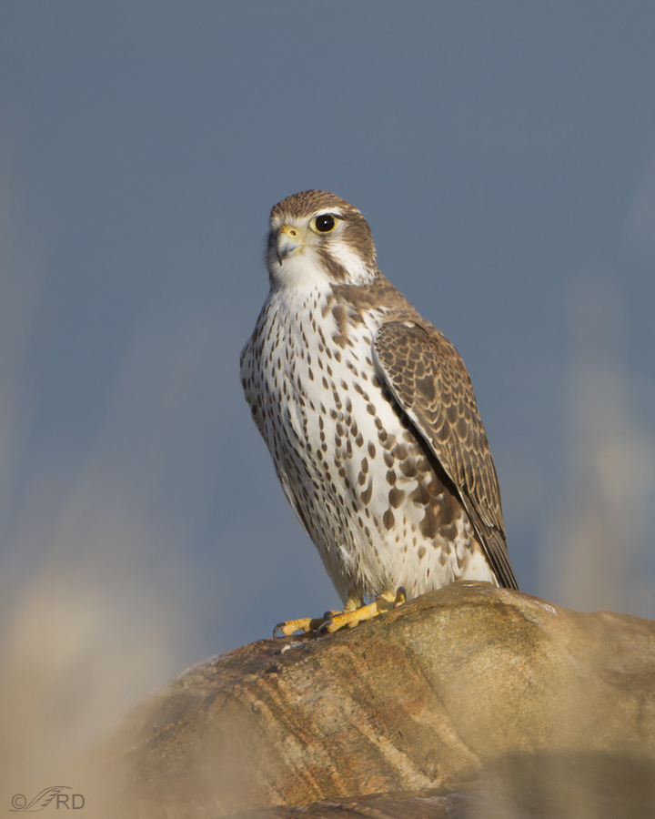 prairie falcon 6955 ron dudley