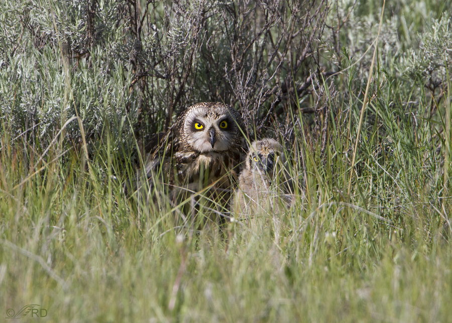 short eared owl 8125 ron dudley