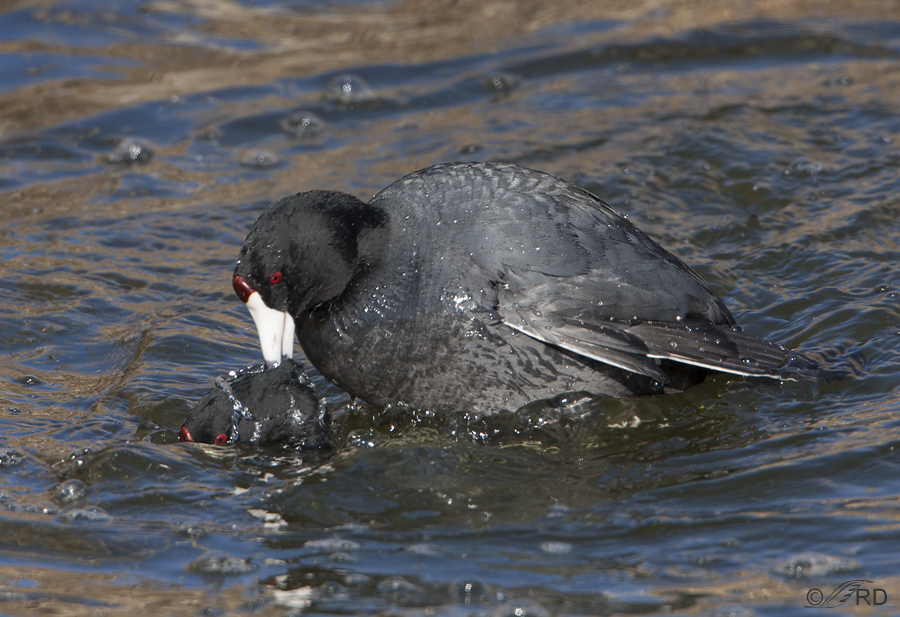 american coot 2467 ron dudley