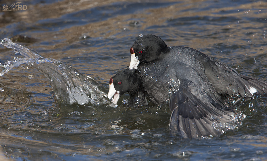 american coot 2468 ron dudley