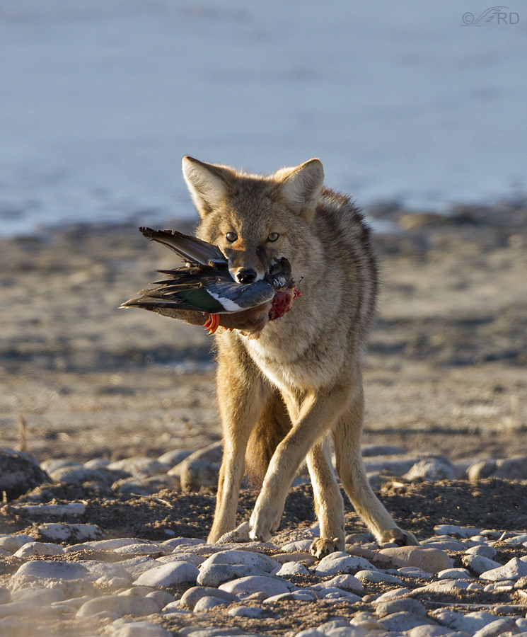 Do Coyotes Eat Birds? 