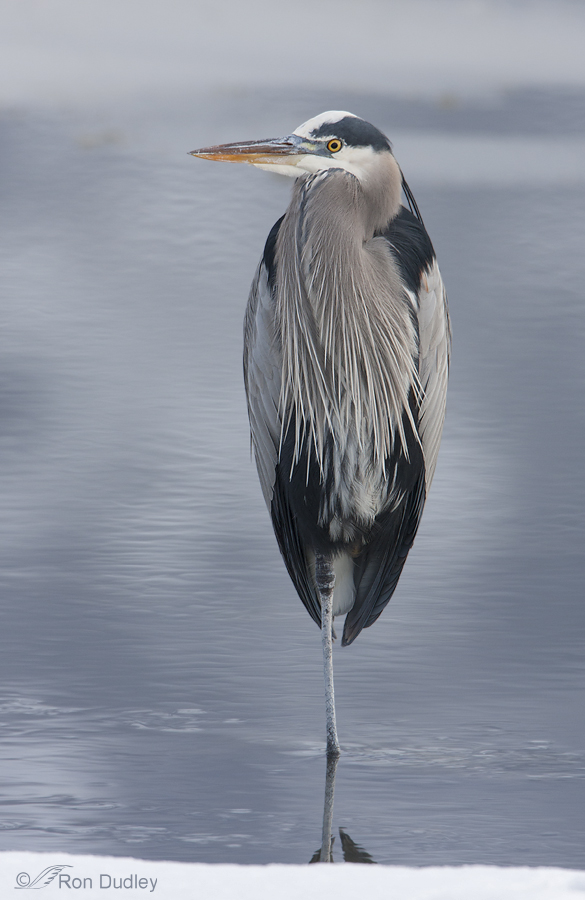 great blue heron 6036 ron dudley
