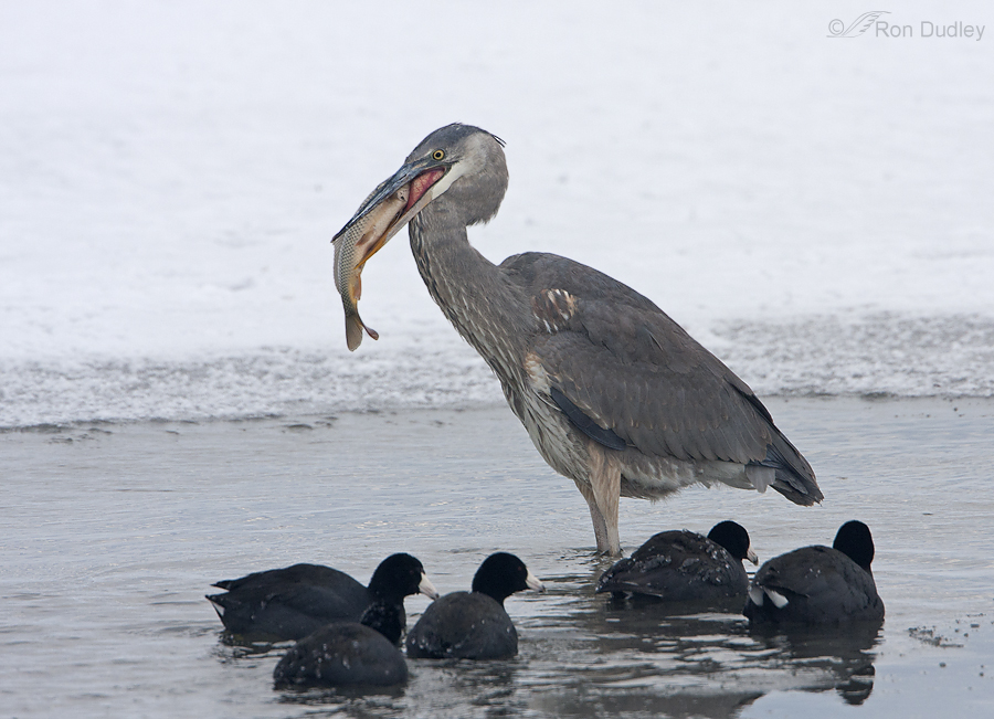 great blue heron 6557 ron dudley