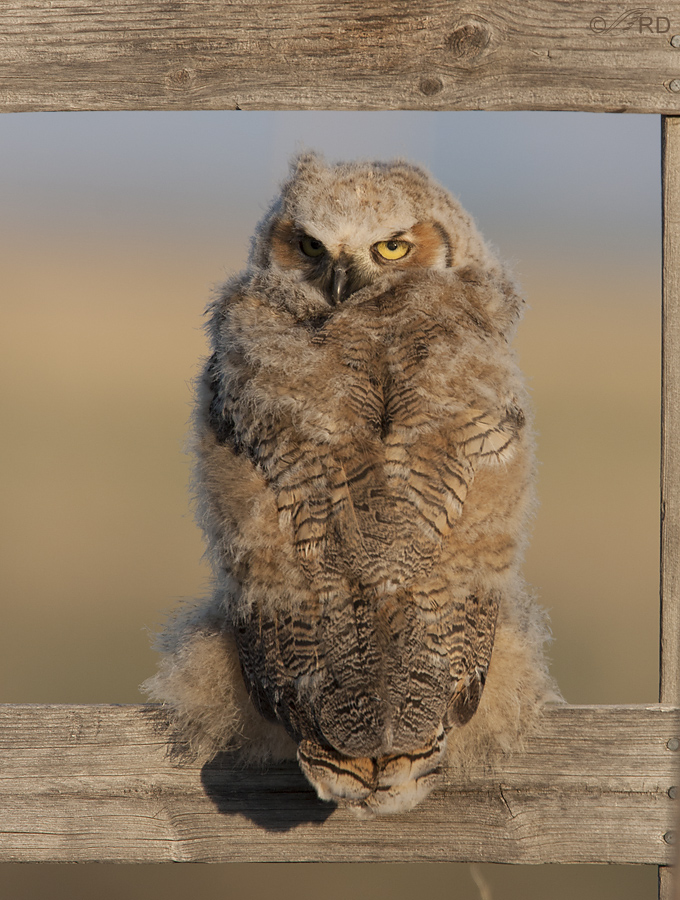 great horned owl 1627 ron dudley