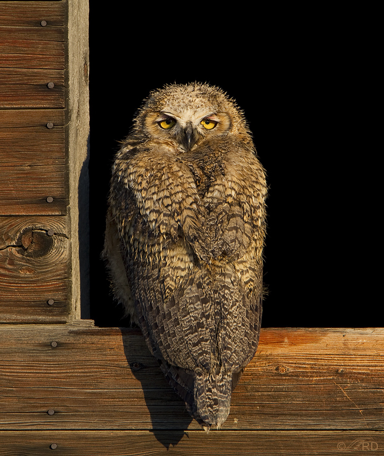 great horned owl 5676 ron dudley