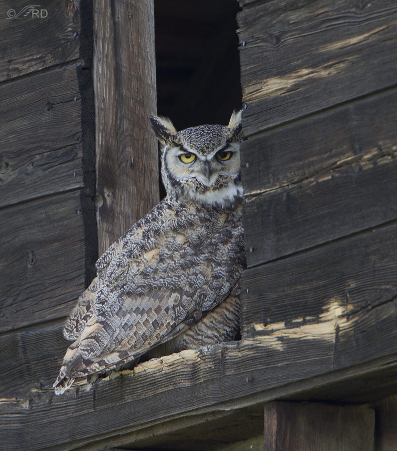 great horned owl 6324 ron dudley