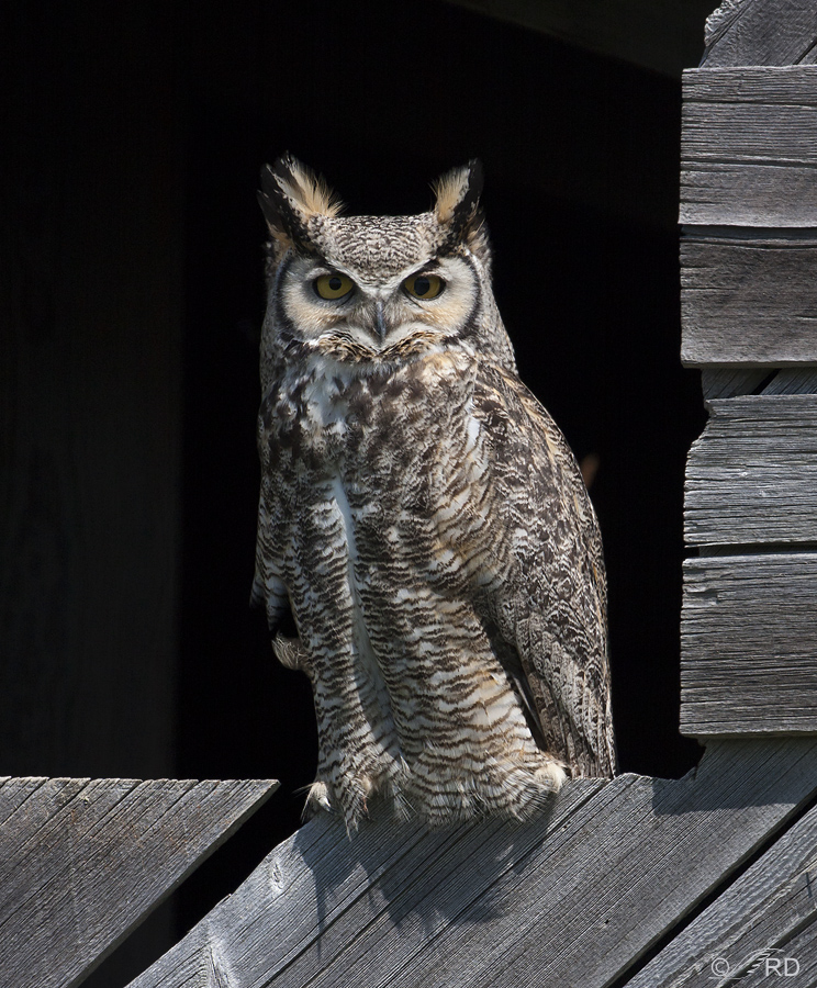 great horned owl 8475 ron dudley