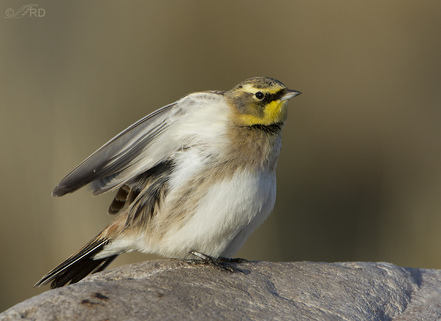 Horned Larks Feathered Photography