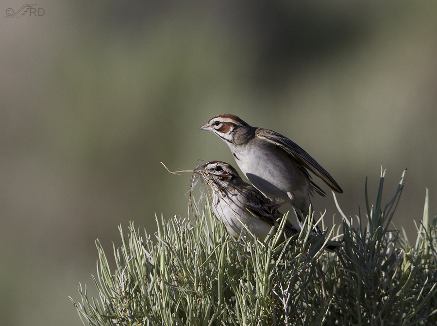 lark sparrow 4968 ron dudley