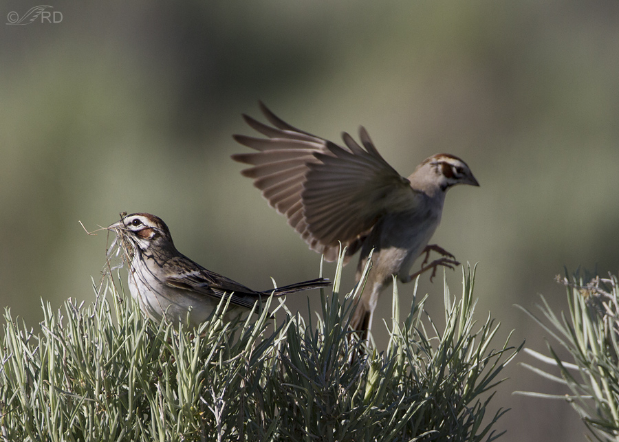 lark sparrow 4972 ron dudley