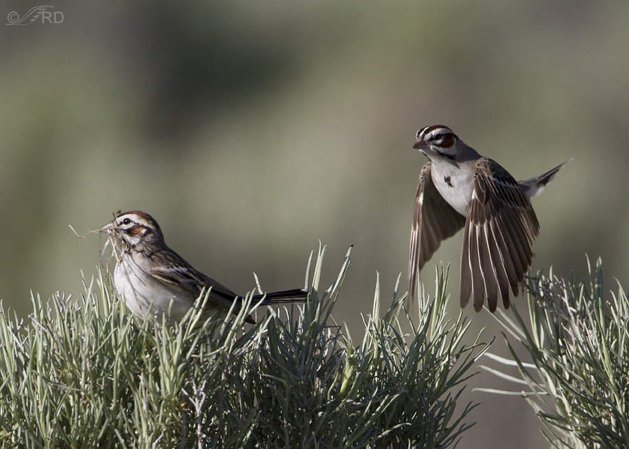 lark sparrow 4976 ron dudley