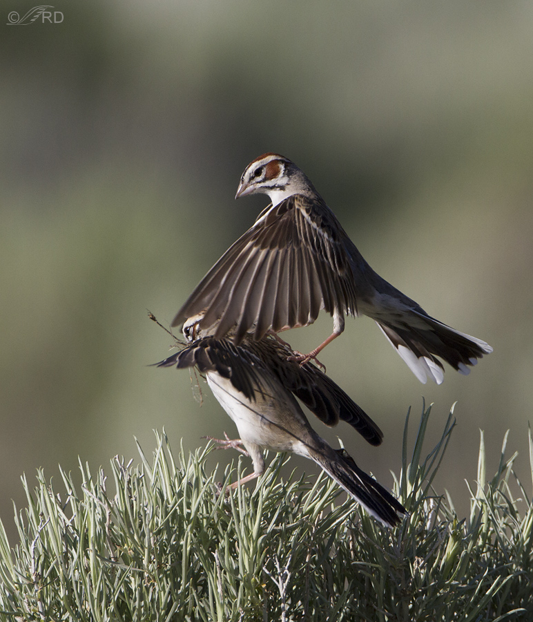 lark sparrow 4980 ron dudley