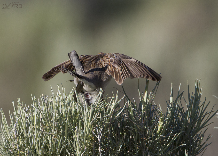 lark sparrow 5002 ron dudley