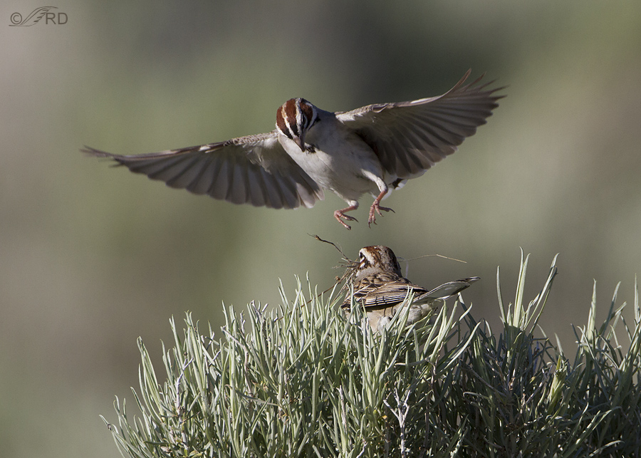 lark sparrow 5010 ron dudley