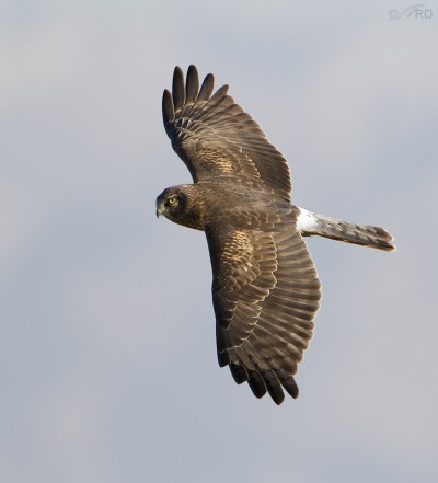 Adult Male Northern Harrier In Flight – Feathered Photography