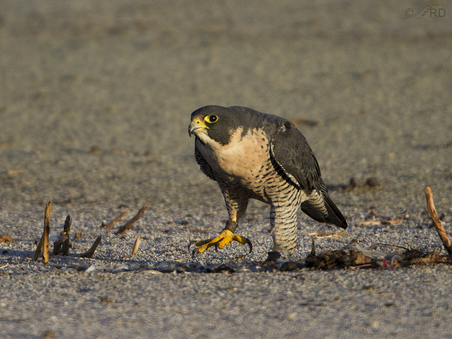 peregrine falcon 0371 ron dudley