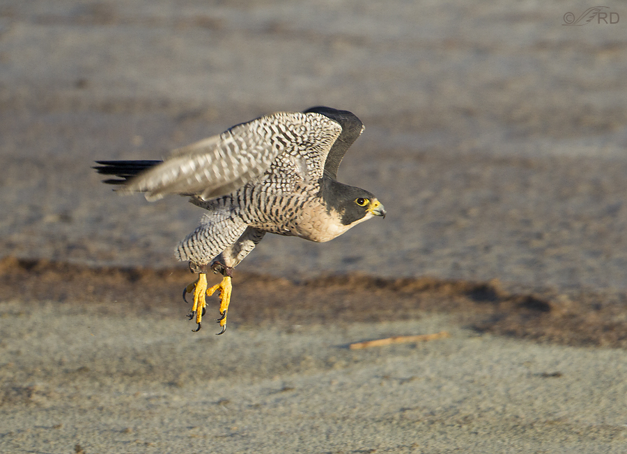 peregrine falcon 0450 ron dudley