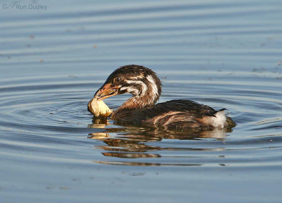 pied billed grebe 4067 ron dudley