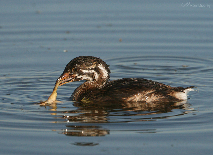 pied billed grebe 4071 ron dudley