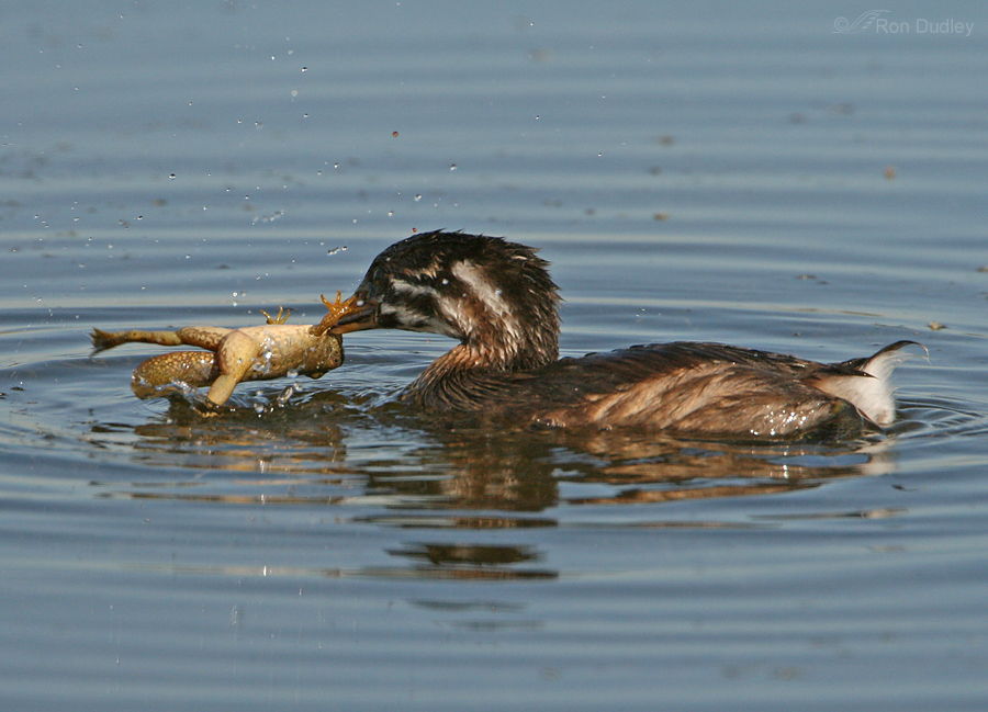 pied billed grebe 4074 ron dudley