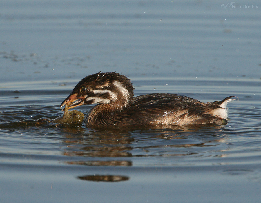 pied billed grebe 4085 ron dudley