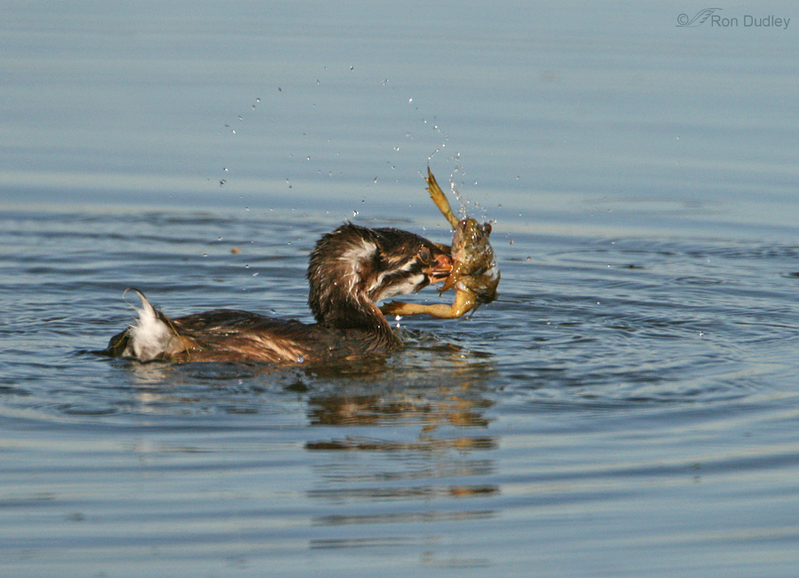 pied billed grebe 4109 ron dudley