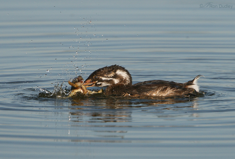 Pied-billed Grebe 4135 ron dudley