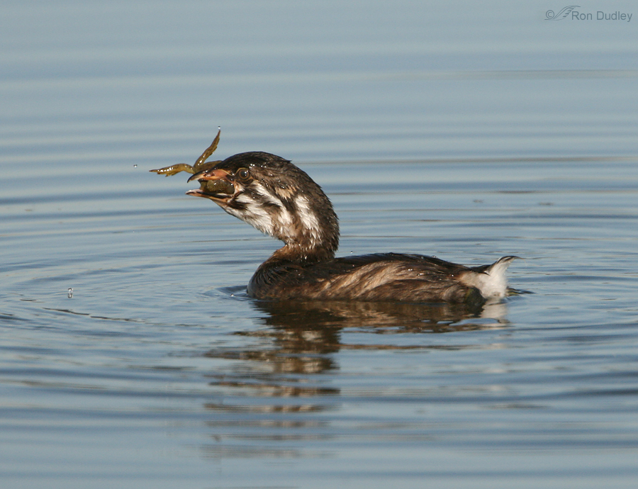 pied billed grebe 4143 ron dudley