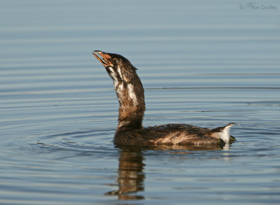 pied billed grebe 4145 ron dudley