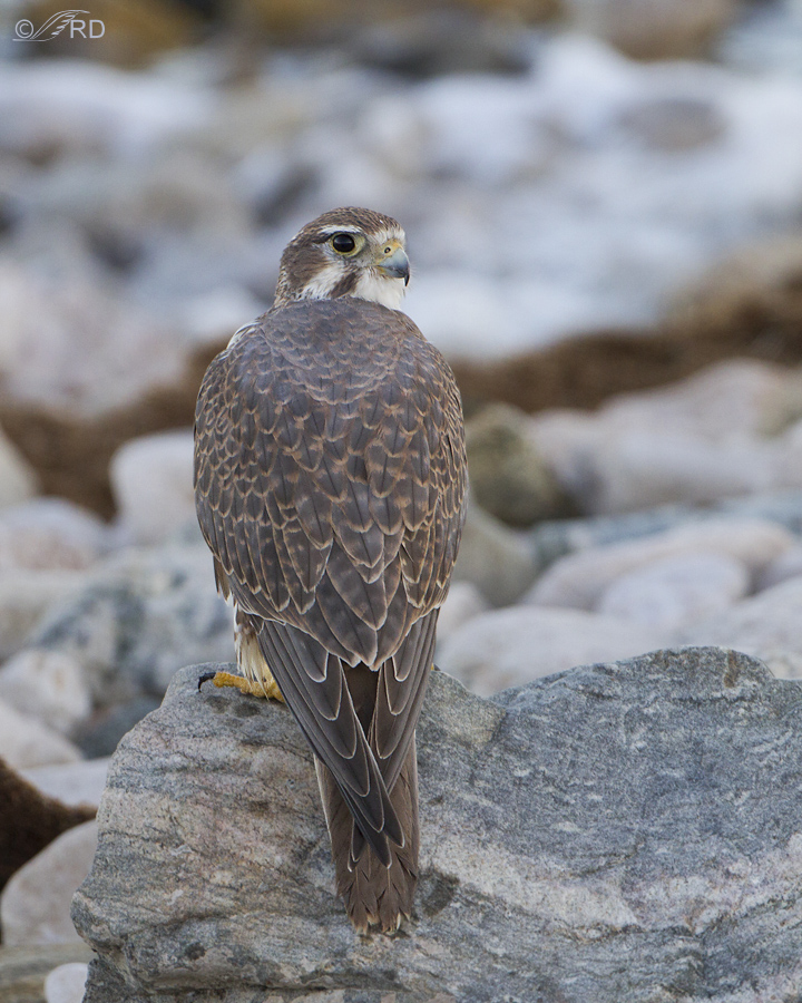 prairie falcon 8947 ron dudley