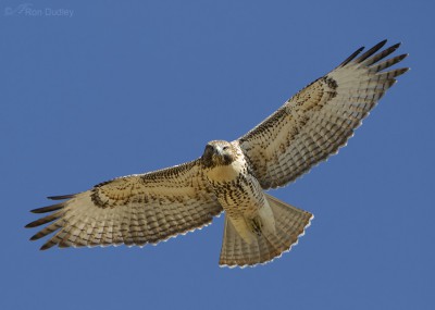 Parahawking – Feathered Photography