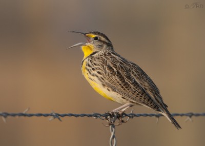 Western Meadowlark Potpourri – Feathered Photography