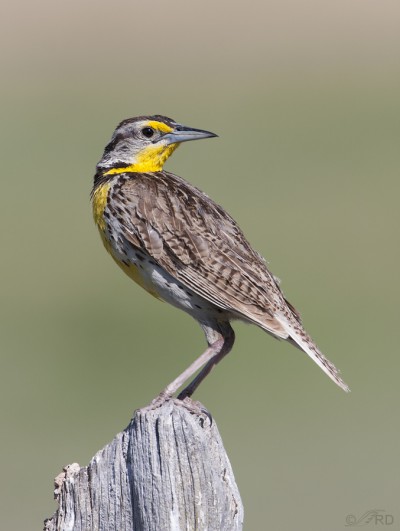 Western Meadowlark Potpourri – Feathered Photography