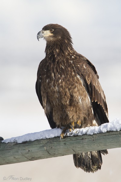 A Guide To Aging Bald Eagles – Feathered Photography