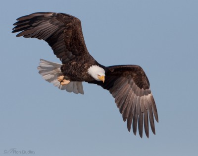 A Guide To Aging Bald Eagles – Feathered Photography