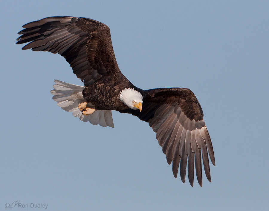 A Guide To Aging Bald Eagles – Feathered Photography