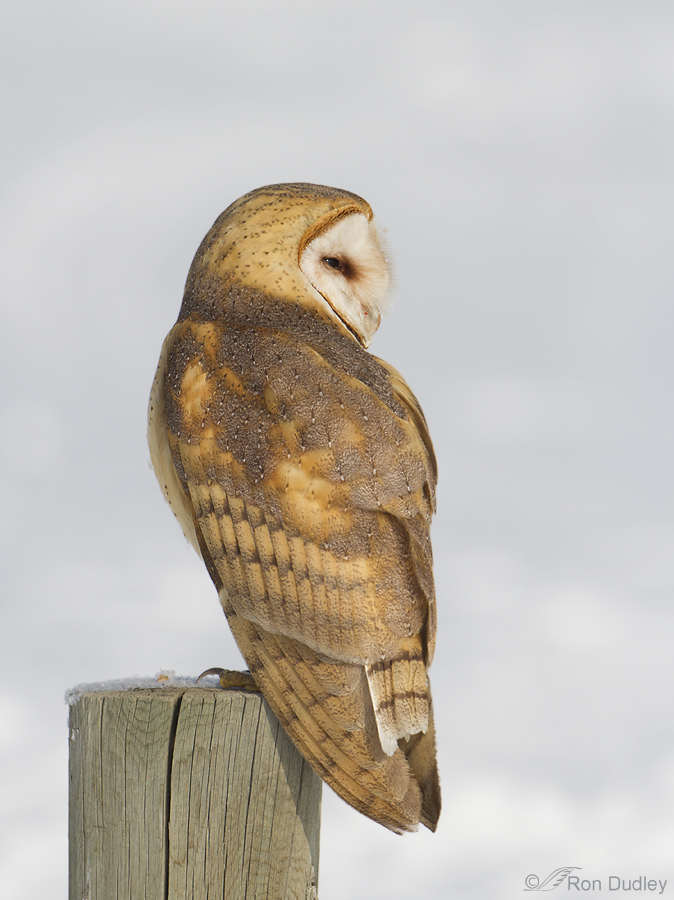barn owl 4980 ron dudley