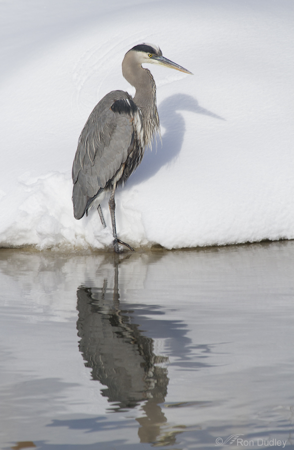 great blue heron (reflection) 3163 ron dudley