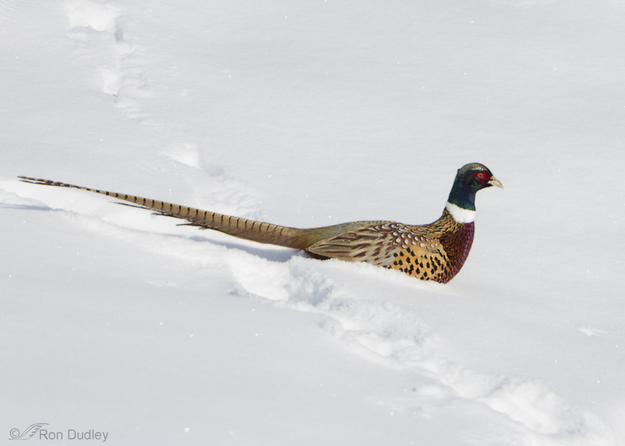 ring necked pheasant 3442 ron dudley
