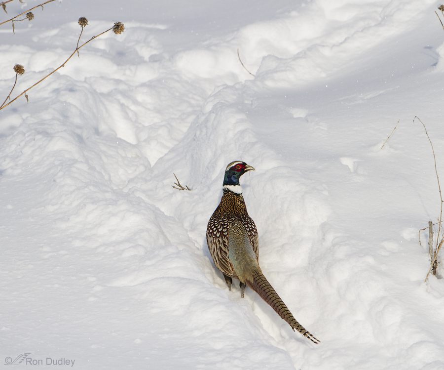 ring necked pheasant 3787 ron dudley