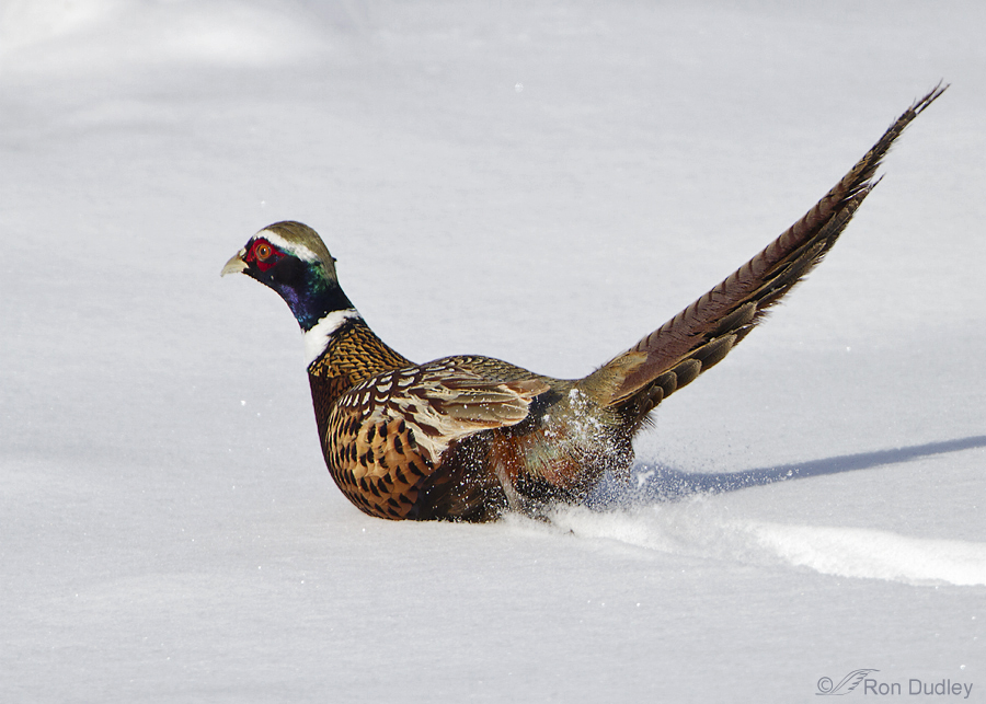 ring necked pheasant 4039 ron dudley