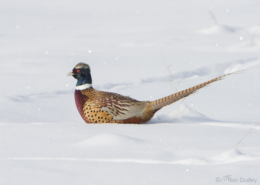ring-necked pheasant 4221 ron dudley