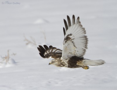 Rough-legged Hawk Mantling, Then Take-off – Feathered Photography